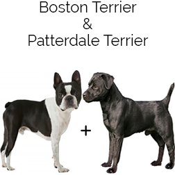 Patton Terrier Dog